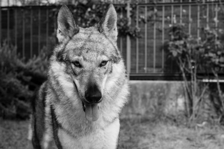 Kio La mirada del Lobo